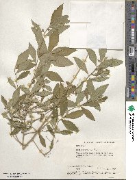 Sida rhombifolia image