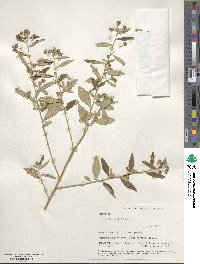 Sida rhombifolia image