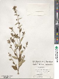 Sida rhombifolia image