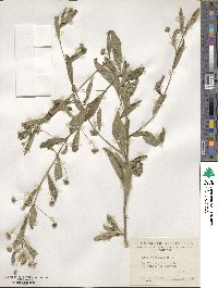 Sida rhombifolia image