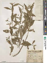 Sida rhombifolia image