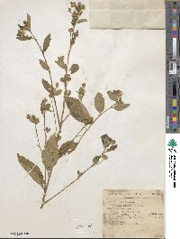 Sida rhombifolia image