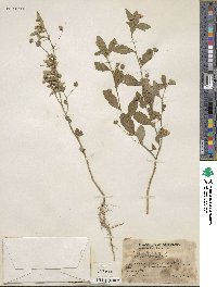 Sida rhombifolia image