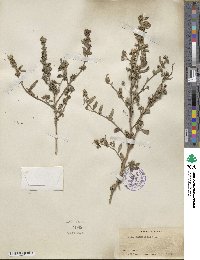 Sida rhombifolia image