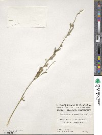 Sida spinosa image