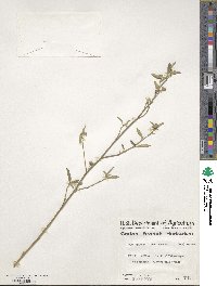 Sida spinosa image