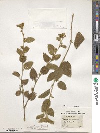 Sida glomerata image