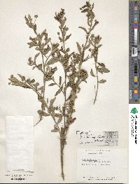 Sida rhombifolia image