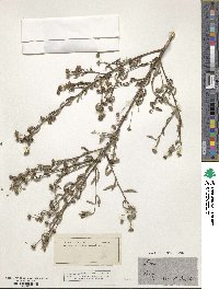 Sida rhombifolia image