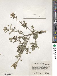 Sida rhombifolia image