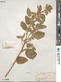 Sida cordifolia image