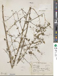 Sida paniculata image