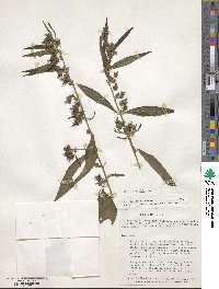 Sida rhombifolia image