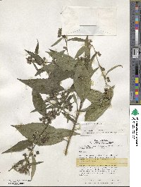 Sida rhombifolia image