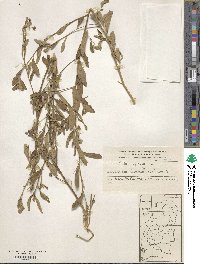 Sida spinosa image