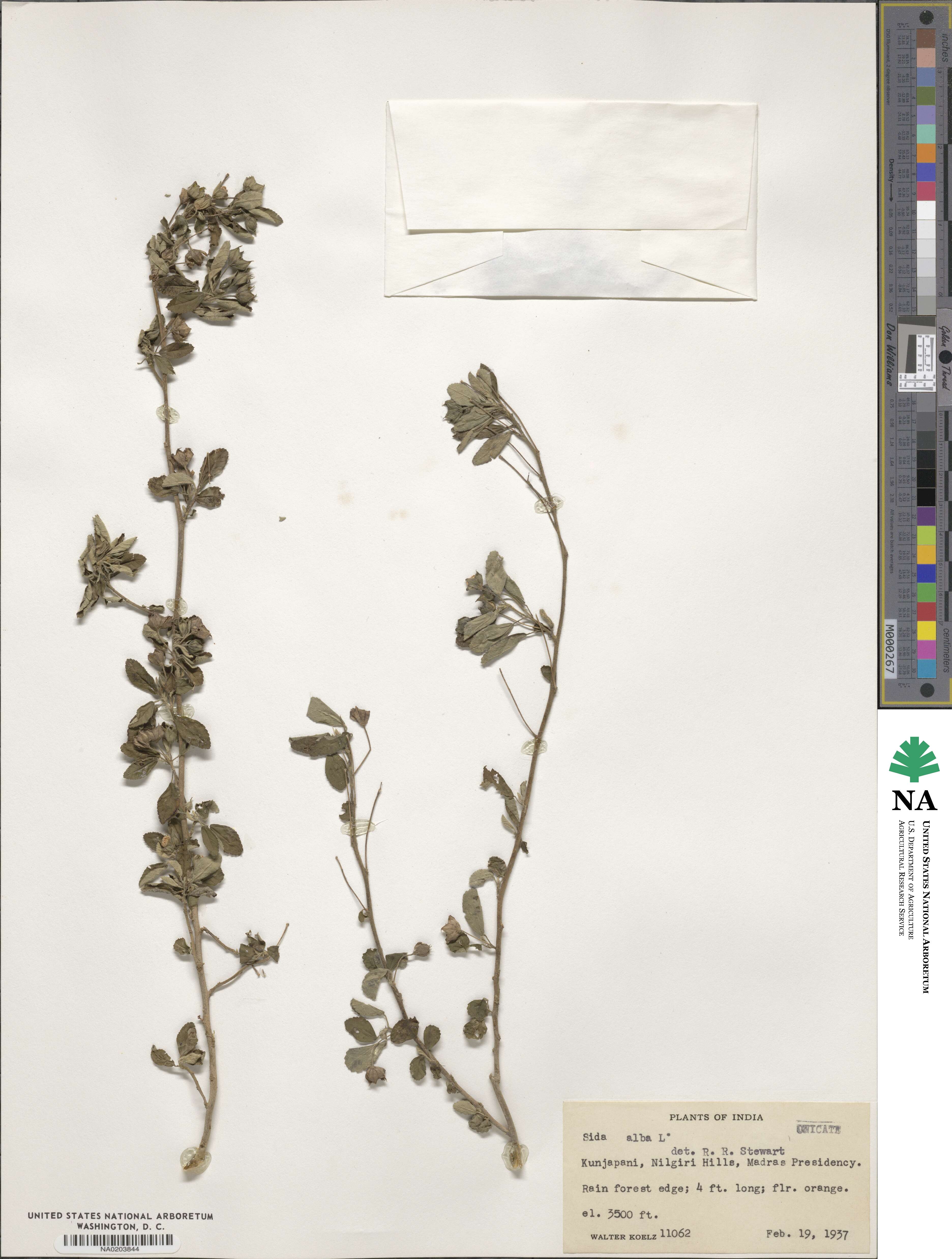 Sida alba image