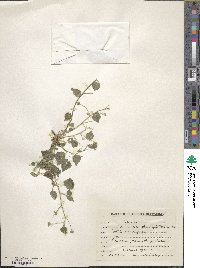 Sida cordata image