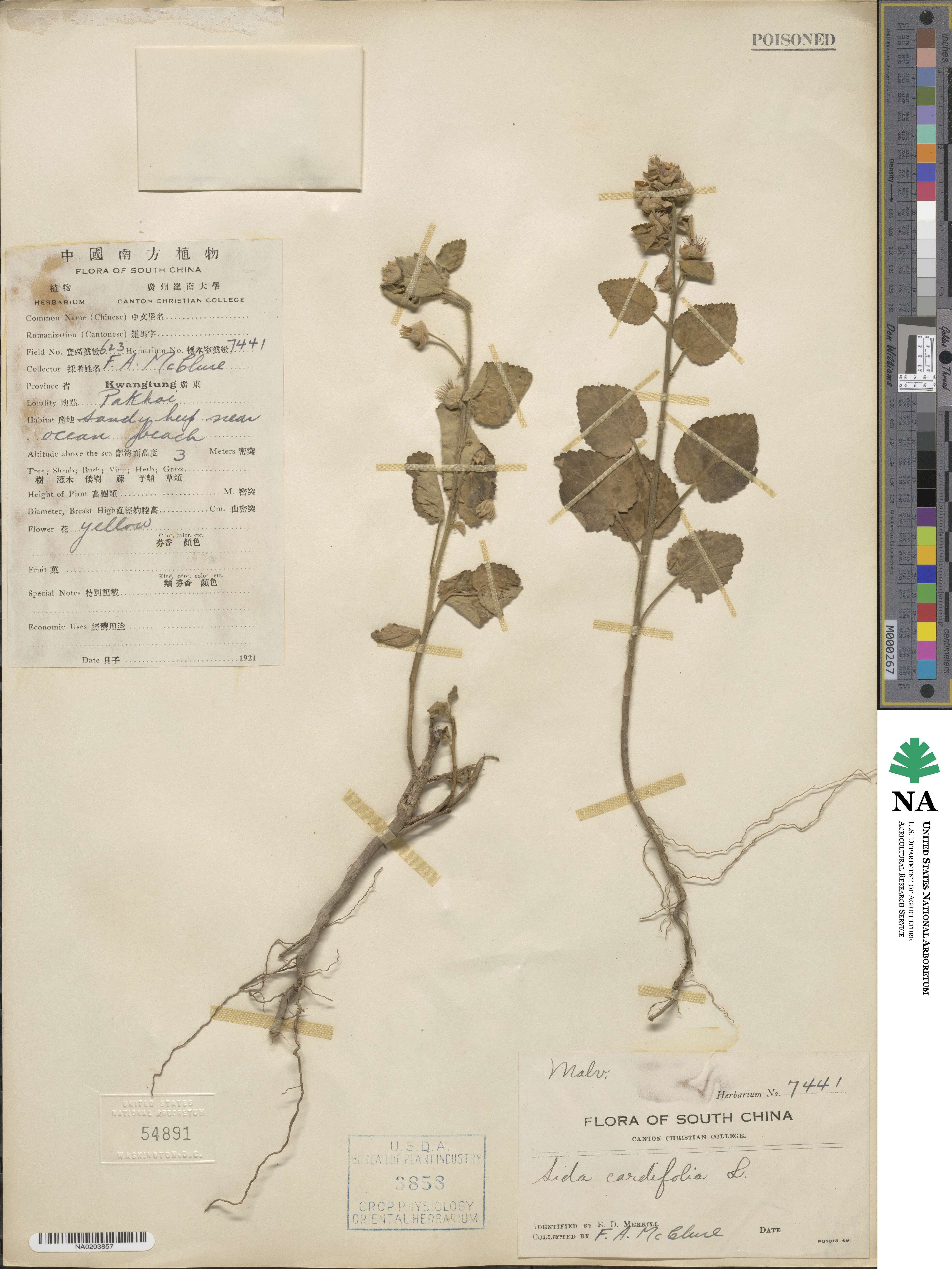 Sida cordifolia image