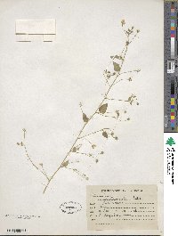 Sida cordata image