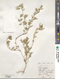 Sida rhombifolia subsp. insularis image