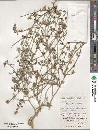 Sida rhombifolia subsp. insularis image