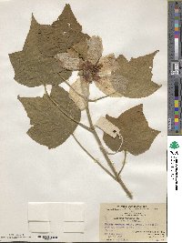 Hibiscus mutabilis image