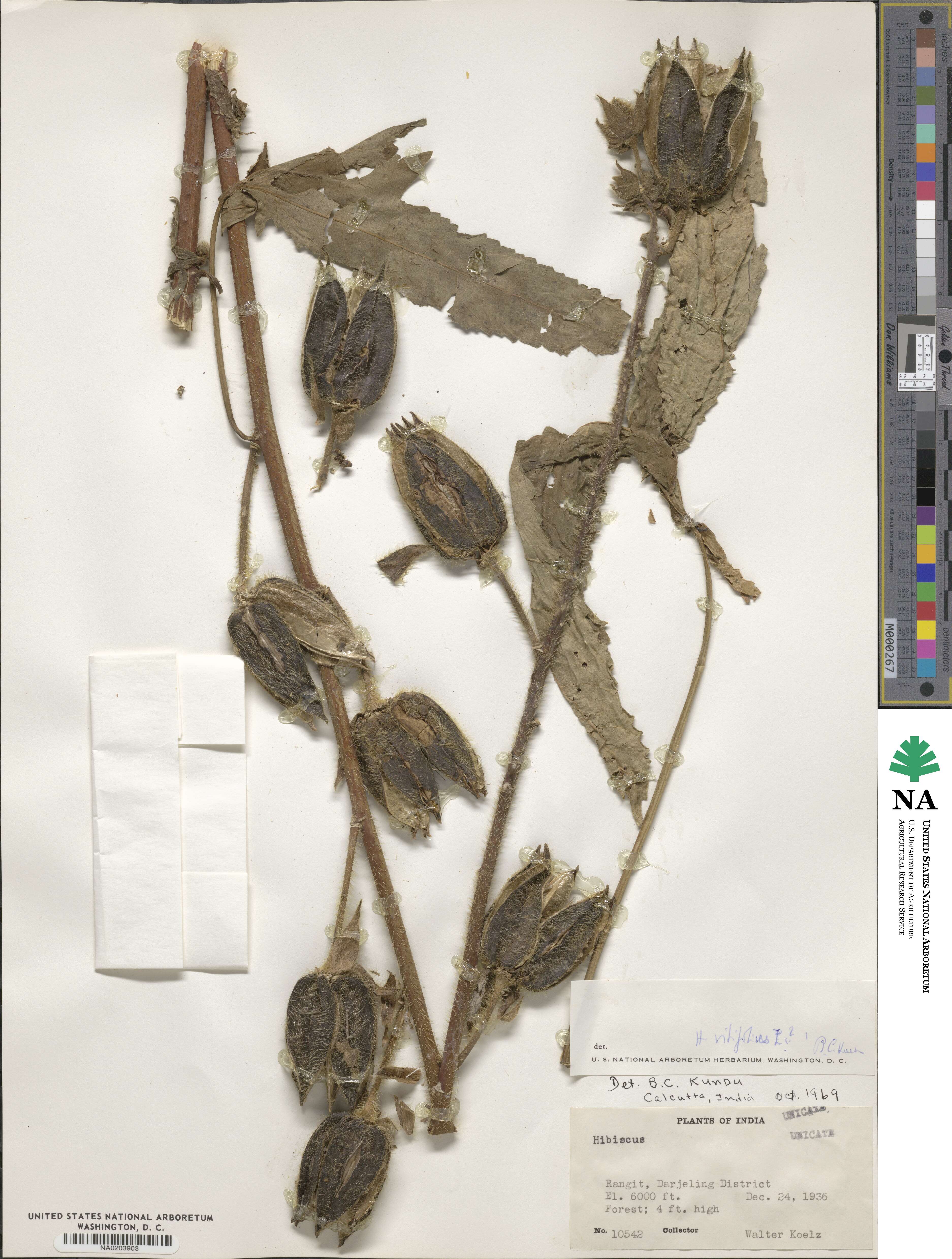Hibiscus vitifolius image