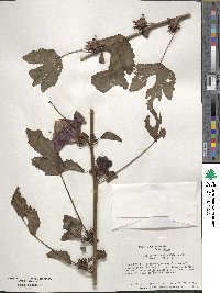 Hibiscus acetosella image