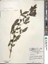 Hibiscus acetosella image