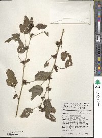 Hibiscus acetosella image