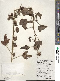 Hibiscus acetosella image