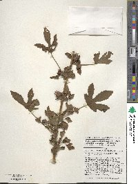 Hibiscus acetosella image