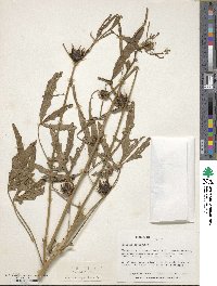 Hibiscus cannabinus image