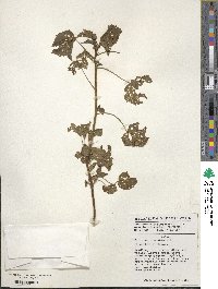 Hibiscus cannabinus image