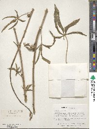 Hibiscus cannabinus image