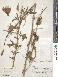 Hibiscus cannabinus image