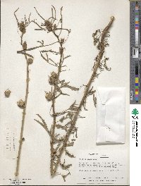 Hibiscus cannabinus image