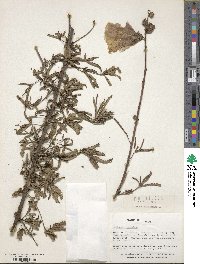 Hibiscus cannabinus image