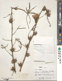 Hibiscus cannabinus image