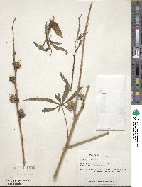 Hibiscus cannabinus image