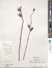 Hibiscus cannabinus image