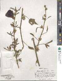 Hibiscus cannabinus image