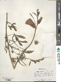 Hibiscus cannabinus image