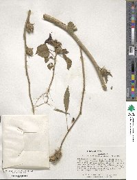 Hibiscus cannabinus image