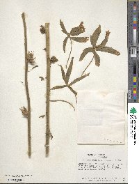 Hibiscus cannabinus image