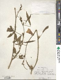 Hibiscus cannabinus image