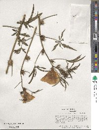 Hibiscus cannabinus image