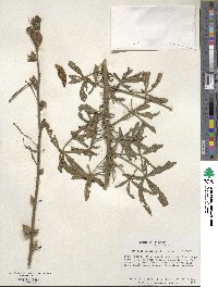 Hibiscus cannabinus image