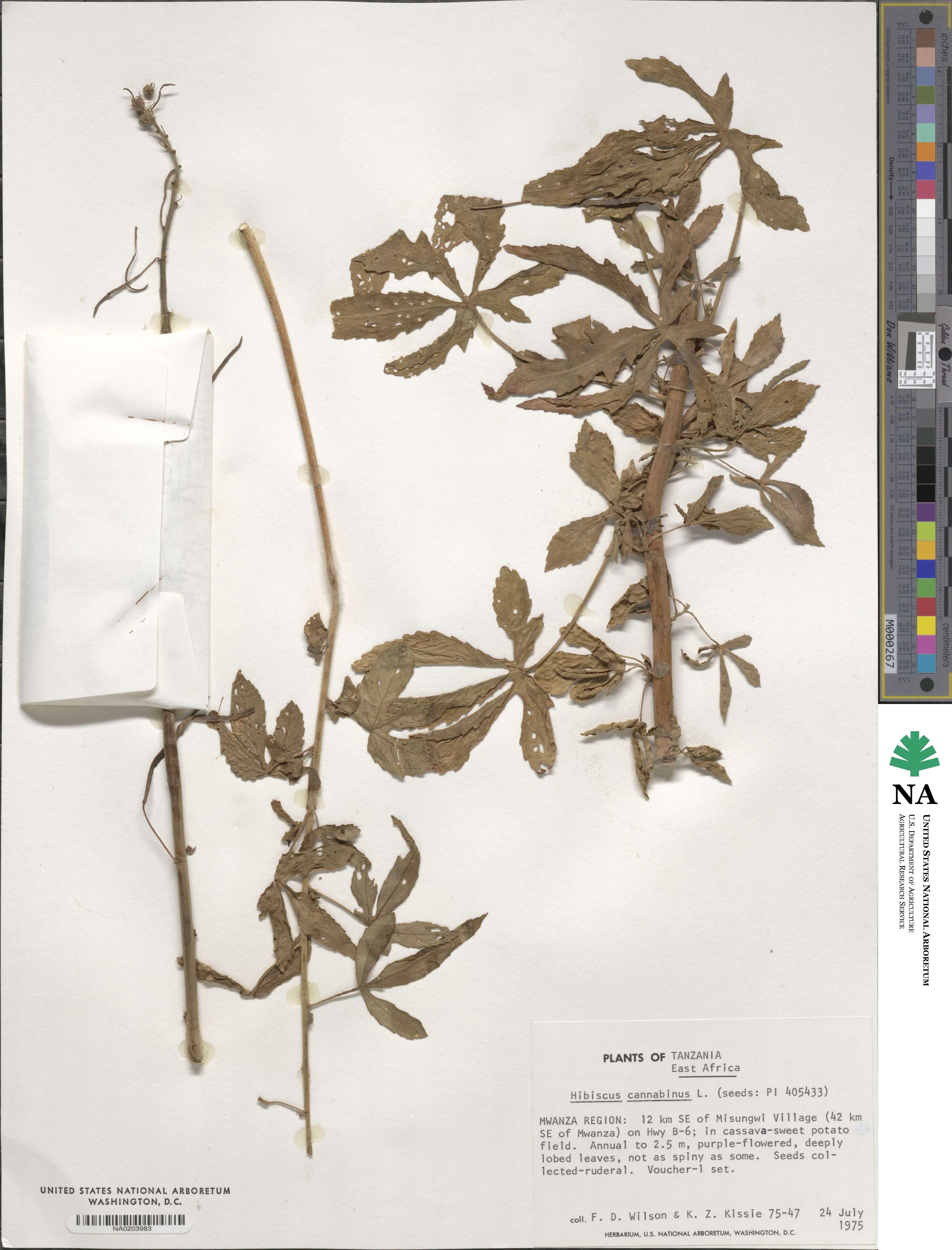 Hibiscus cannabinus image