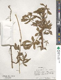 Hibiscus cannabinus image